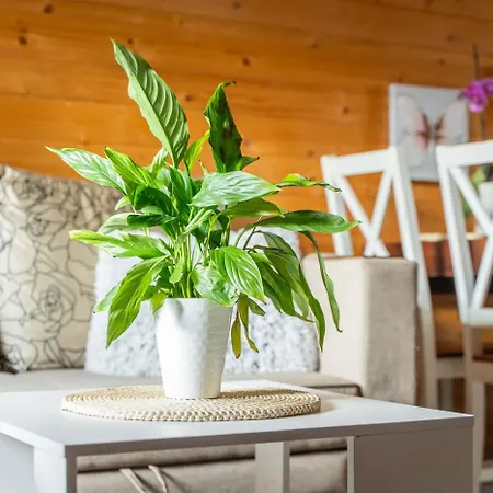 Dobrego Wypoczynku * 쿠크제보