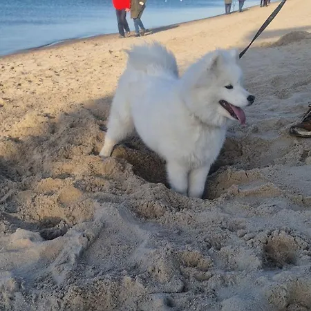 Dobrego Wypoczynku 쿠크제보